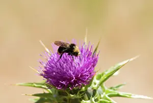 Seashore: Yellow-faced bumblebee