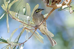 Chrysops: Yellow-faced Honeyeater