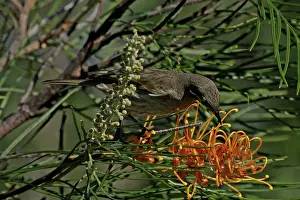 Honeyeater: Yellow-faced Honeyeater