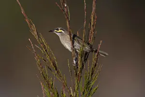 Tableland: Yellow-faced Honeyeater - At Hasties Swamp - Atherton