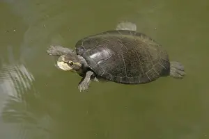Emydura: Yellow-faced Turtle
