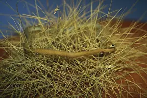 Psammophis: Yellow-faced Whip Snake