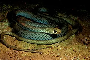 Psammophis: Yellow-faced whipsnake. Not dangerous though if