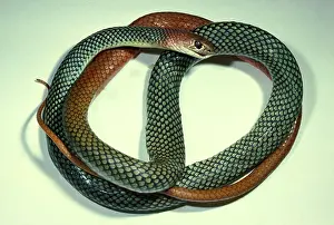 Reticulatus: Yellow-faced whipsnake - a subspecies noted for