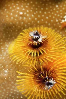 Spirobranchus: Yellow Feather Duster Worm / X-Mas Tree Worm