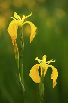 Pseudacorus: Yellow Flag - flowering - June