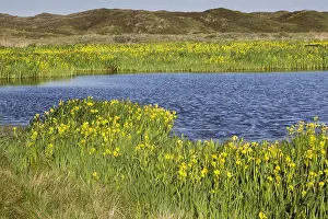 Irises: Yellow Flag Iris - flowering around edge of lake