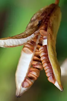 Pseudacorus: Yellow flag iris, Iris pseudacorus, Brown seed pod