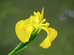Flag: Yellow Flag Iris - UK