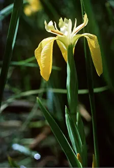 Flag: yellow FLAG / yellow IRIS