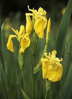 Flag: yellow FLAG / yellow IRIS - close-up of flowers