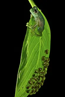 Modes: Yellow-flecked Glass Frog Guarding Eggs