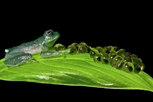 Modes: Yellow-flecked Glass Frog Guarding Eggs