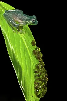 Modes: Yellow-flecked Glass Frog Guarding Eggs