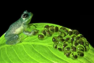 Modes: Yellow-flecked Glass Frog Guarding Eggs