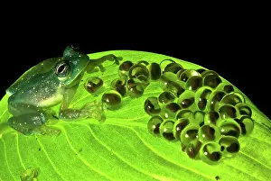 Modes: Yellow-flecked Glass Frog Guarding Eggs
