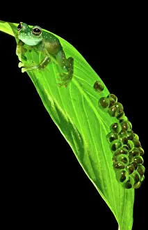 Modes: Yellow-flecked Glass Frog Guarding Eggs