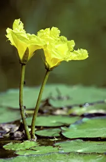 Peltata: Yellow floating heart