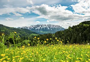 Buttercup: Yellow flower meadow in front of mountain panorama