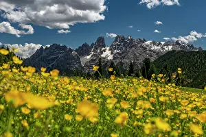 Buttercup: Yellow flower meadow in front of mountain panorama