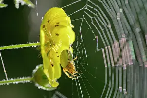 Silk: Yellow flower and spider in a web, Vals, Mahlbach