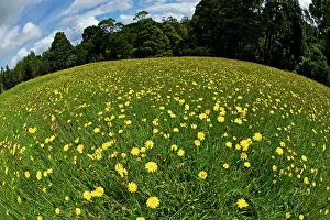 Fisheye: Yellow flowers in meadow - fisheye lens