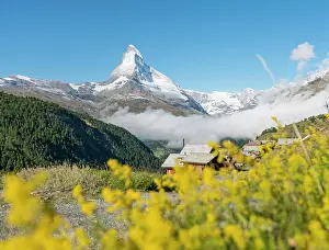 Matterhorn: Yellow flowers, snow-covered Matterhorn, Old wooden