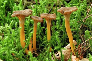 Toadstools: Yellow-footed Chanterelle