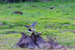 Assam: yellow-footed green pigeon, also known as yellow-legged green pigeon