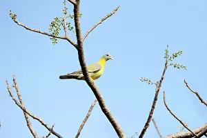 Treron: Yellow-footed Green Pigeon / Yellow-legged Green Pigeon
