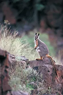 Xanthopus: Yellow-footed Rock Wallaby