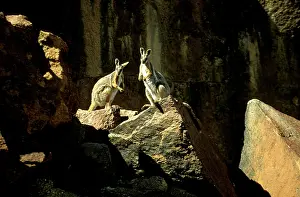 Xanthopus: Yellow-footed rock wallaby (Petrogale xanthopus)