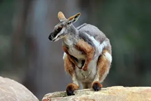 Wallaby: Yellow-footed rock-wallaby (Petrogale xanthopus)