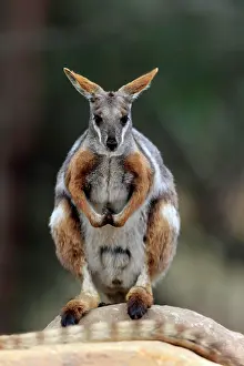 Wallaby: Yellow-footed rock-wallaby (Petrogale xanthopus)