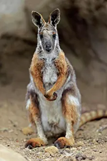 Wallaby: Yellow-footed rock-wallaby (Petrogale xanthopus)