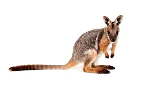 Gaze: Yellow-Footed Rock-Wallaby (Petrogale xanthopus)