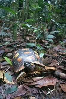Chelonoidis: Yellow-footed Tortoise
