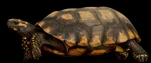 Tortoise: Yellow-footed tortoise (Chelonoidis denticulatus