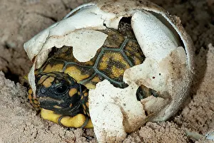 Chelonoidis: Yellow-footed Tortoise Hatching