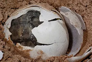 Chelonoidis: Yellow-footed Tortoise Hatching