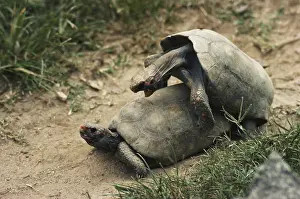 Geochelone: Yellow-footed Tortoises Mating