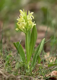 Flowered: Yellow form of Elder-flowered orchid, Dactylorhiza