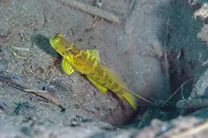 Crustacean: Yellow form of Ventral-Barred Shrimpgoby