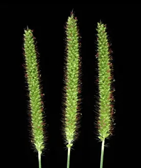 Foxtail: Yellow foxtail Flowers