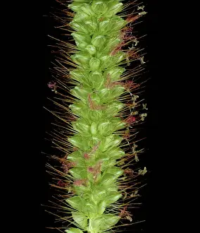 Foxtail: Yellow foxtail flowers