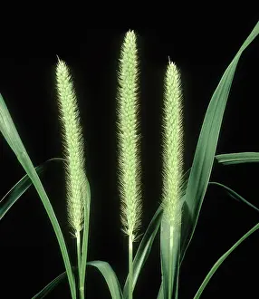 Foxtail: Yellow foxtail inflorescence
