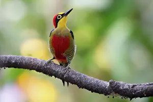 Melanerpes: Yellow-fronted Woodpecker