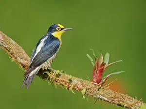 Melanerpes: Yellow Fronted Woodpecker female Melanerpes flavifrons