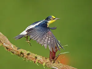 Melanerpes: Yellow Fronted Woodpecker female Melanerpes flavifrons