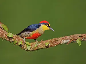 Melanerpes: Yellow Fronted Woodpecker Melanerpes flavifrons